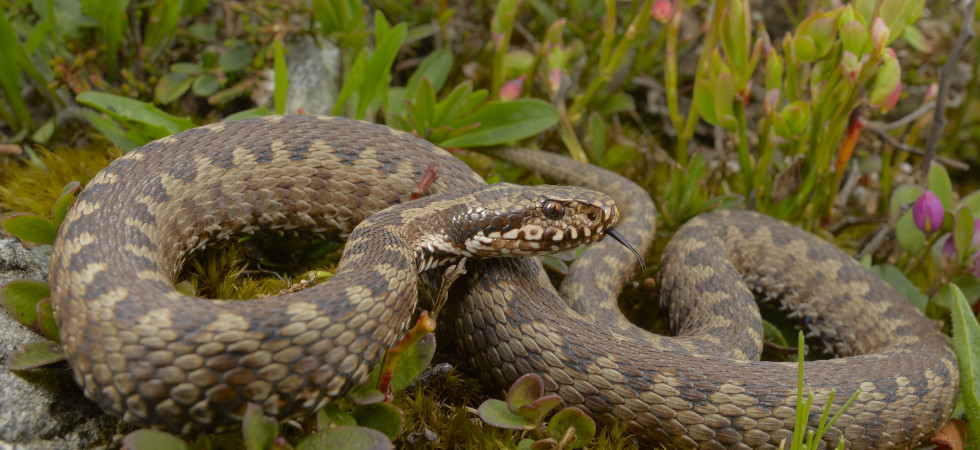 vipera dei walzer